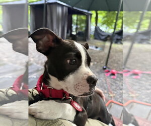 Boston Terrier-Jack Russell Terrier Mix Dogs for adoption in Wakefield, RI, USA