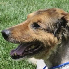 Gollie Dogs for adoption in Dublin, OH, USA