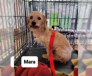 Mutt Dogs for adoption in Richmond, IN, USA