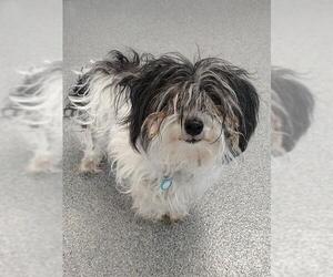 Poodle (Miniature)-Unknown Mix Dogs for adoption in Waterford, VA, USA