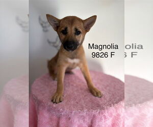 Shiba Inu Dogs for adoption in Studio City, CA, USA