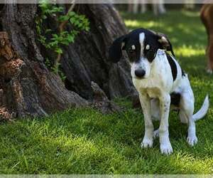 Great Pyrenees-Unknown Mix Dogs for adoption in Oakhurst, NJ, USA