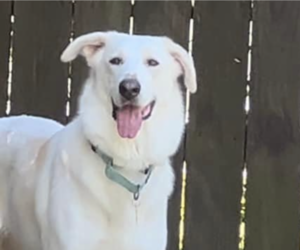Great Pyrenees-Unknown Mix Dogs for adoption in Houston, TX, USA