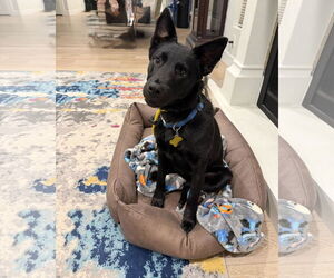 Mutt Dogs for adoption in Sandy, UT, USA