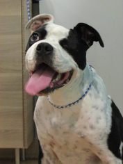 Bullboxer Pit Dogs for adoption in New York, NY, USA