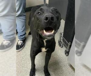 American Pit Bull Terrier-Unknown Mix Dogs for adoption in Visalia, CA, USA