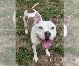 American Bulldog-Labrador Retriever Mix Dogs for adoption in Brewster, NY, USA