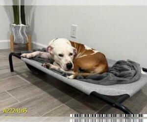 American Pit Bull Terrier-Unknown Mix Dogs for adoption in West Palm Beach, FL, USA