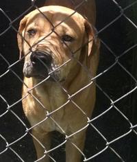 Medium Photo #1 Affenpinscher-Bulldog Mix Puppy For Sale in Pembroke, GA, USA