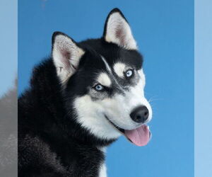 Siberian Husky Dogs for adoption in Pasadena, CA, USA