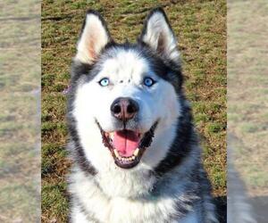 Siberian Husky Dogs for adoption in Rowayton, CT, USA