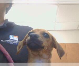 Dachshund-Unknown Mix Dogs for adoption in Sacramento, CA, USA