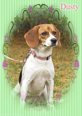 Beagle Dogs for adoption in New Castle DE, DE, USA