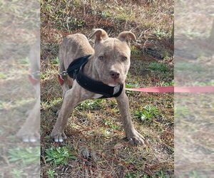 Bulldog Dogs for adoption in Glenwood, GA, USA