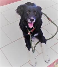 Border Collie Dogs for adoption in Winter Park, CO, USA