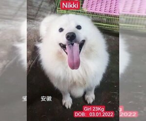 Samoyed Dogs for adoption in West Hollywood, CA, USA