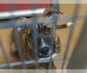 Mutt Dogs for adoption in Martinez, CA, USA