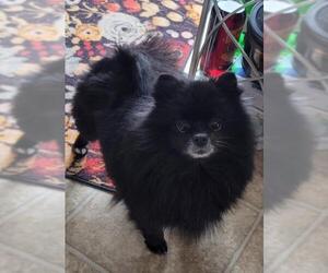 Pomeranian Dogs for adoption in Mankato, MN, USA