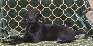 Catahoula Leopard Dog-Labrador Retriever Mix Dogs for adoption in bailey Island, ME, USA