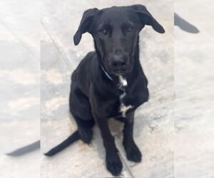 Labrador Retriever Dogs for adoption in Riverside, CA, USA