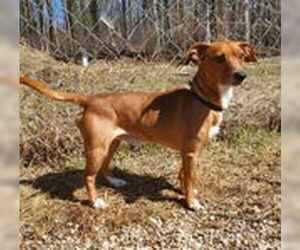 Mutt Dogs for adoption in Lake City, MI, USA