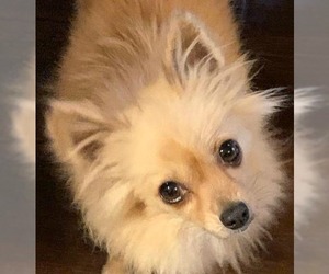 Pomeranian Dogs for adoption in Abilene, TX, USA
