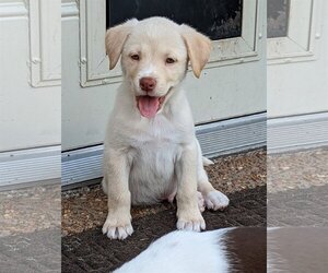 Mutt Dogs for adoption in Nashville, TN, USA