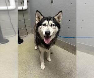 Gerberian Shepsky Dogs for adoption in Las Vegas, NV, USA