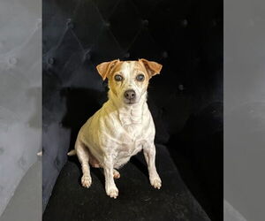 Chihuahua Dogs for adoption in Minneapolis, MN, USA