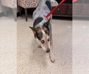 Mutt Dogs for adoption in Georgetown, TX, USA