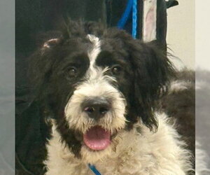 Lab'Aire Dogs for adoption in Canton, CT, USA