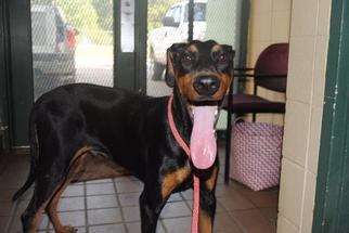 Doberman Pinscher Dogs for adoption in Greenwood, MS, USA