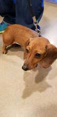 Dachshund Dogs for adoption in CORNING, NY, USA