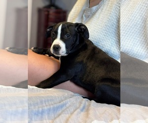 Mutt Dogs for adoption in Rustburg, VA, USA