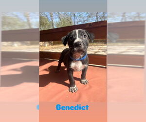 American Staffordshire Terrier-Unknown Mix Dogs for adoption in San Antonio, TX, USA