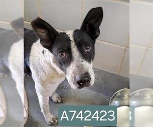 American Staffordshire Terrier-Unknown Mix Dogs for adoption in San Antonio, TX, USA