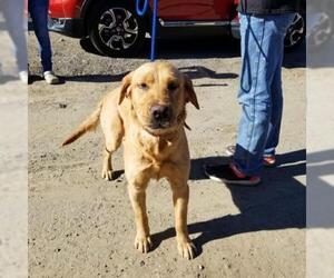 Golden Labrador Dogs for adoption in San Diego, CA, USA