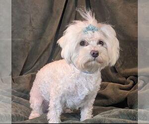 Maltese Dogs for adoption in Bon Carbo, CO, USA
