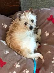 Cairn Terrier Dogs for adoption in Maple Grove, MN, USA