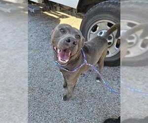 Mutt Dogs for adoption in Houston, TX, USA