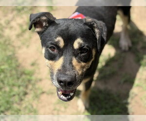 German Shepherd Dog-Unknown Mix Dogs for adoption in Tulsa, OK, USA