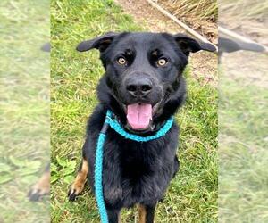 Shepweiller Dogs for adoption in Sacramento, CA, USA