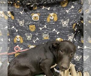 Mutt Dogs for adoption in Modesto, CA, USA