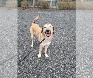 Anatolian Shepherd Dogs for adoption in Mooresville, NC, USA