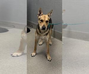 German Shepherd Dog-Unknown Mix Dogs for adoption in Las Vegas, NV, USA