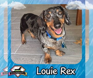Dachshund Dogs for adoption in San Antonio, TX, USA