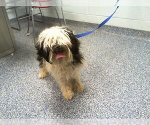 Shih Tzu Dogs for adoption in Charlotte, NC, USA