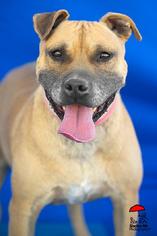 American Staffordshire Terrier Dogs for adoption in Yoder, CO, USA