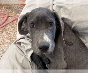 Great Dane-Unknown Mix Dogs for adoption in Pueblo, CO, USA