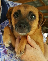Medium Photo #1 Puggit Puppy For Sale in Baileyton, AL, USA